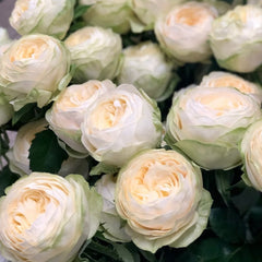 Pure blond Rose Plant｜金发碧眼