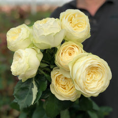 Pure blond Rose Plant｜金发碧眼