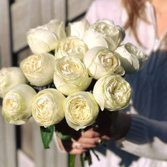 Pure blond Rose Plant｜金发碧眼