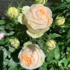 Pure blond Rose Plant｜金发碧眼