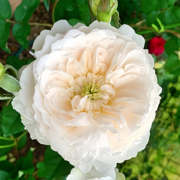 Rare White Roses Purity Rose Plant Rare White Rose with Fragrance | Rose Explosion ...