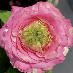 Purple Cezanne Rose Plant|紫色塞尚