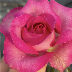 Purple Cezanne Rose Plant|紫色塞尚