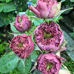 Purple Delight Rose