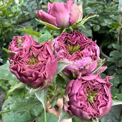 Purple Delight Rose