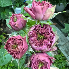 Purple Delight Rose