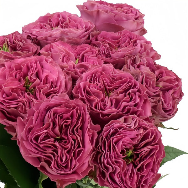 Purple Delight Rose