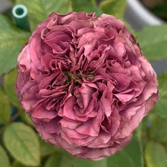 Purple Delight Rose