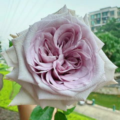 Purple Lychee Rose