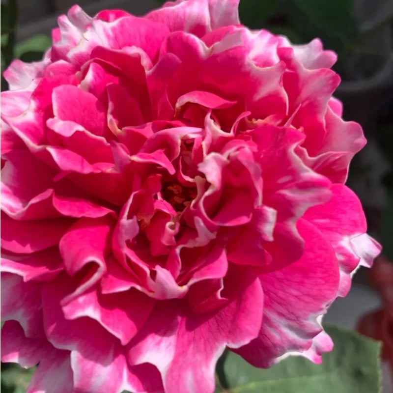 Elegant Purple Mist Rose - Own Root & Stunning Blooms