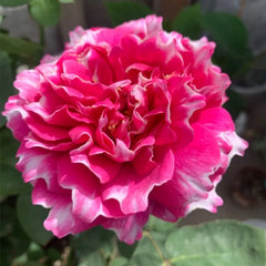 Elegant Purple Mist Rose - Own Root & Stunning Blooms