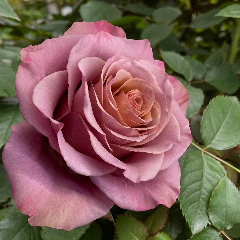 Lady Moon Roses Purple Moon Rose Plant|紫月 – Rose_Explosion