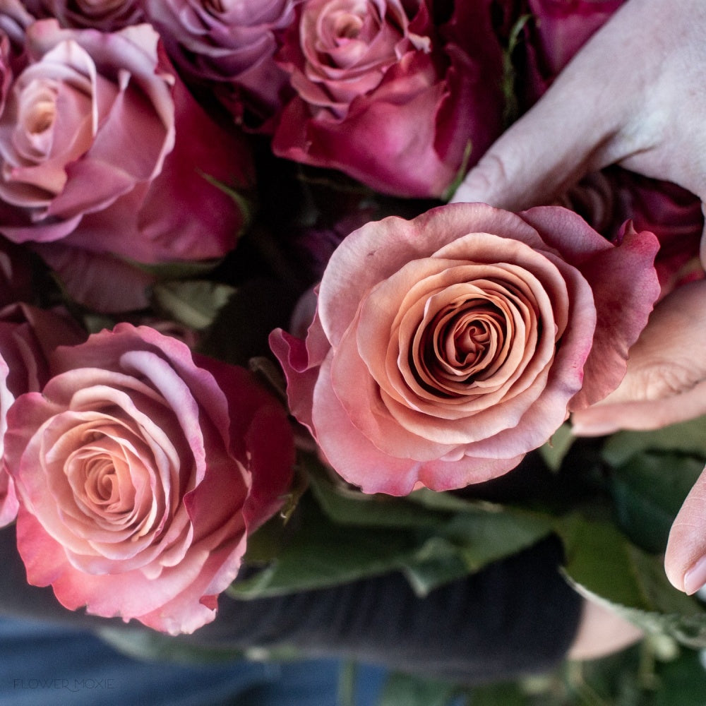 Lady Moon Roses Purple Moon Rose Plant|紫月 – Rose_Explosion