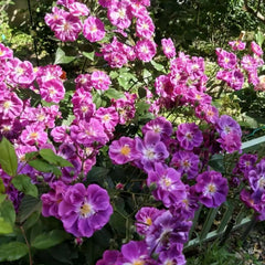 Purple Skyliner Rose Plant