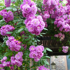 Purple Skyliner Rose Plant