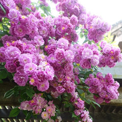 Purple Skyliner Rose Plant