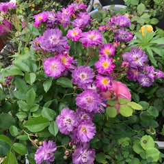 Purple Skyliner Rose Plant