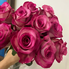 Purple Cezanne Rose Plant