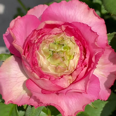 Purple Cezanne Rose Plant