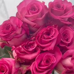 Purple Cezanne Rose Plant