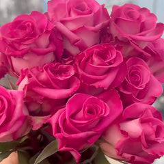 Purple Cezanne Rose Plant