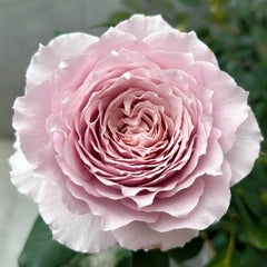 Qing Se Yan Yu Rose Plant