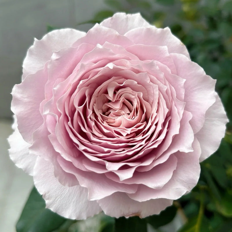 Qing Se Yan Yu Rose Plant