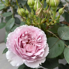 Qing Se Yan Yu Rose Plant