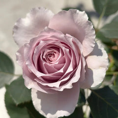 Qing Se Yan Yu Rose Plant