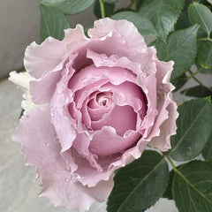 Qing Se Yan Yu Rose Plant