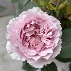 Qing Se Yan Yu Rose Plant