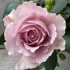 Qing Se Yan Yu Rose Plant