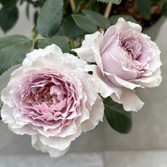 Qing Se Yan Yu Rose Plant