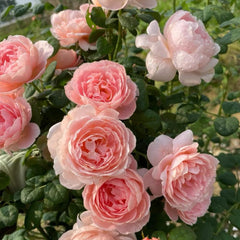 Queen of Sweden Rose Plant