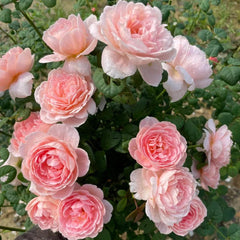 Queen of Sweden Rose Plant