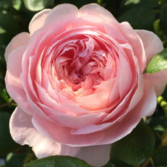 Queen of Sweden Rose Plant