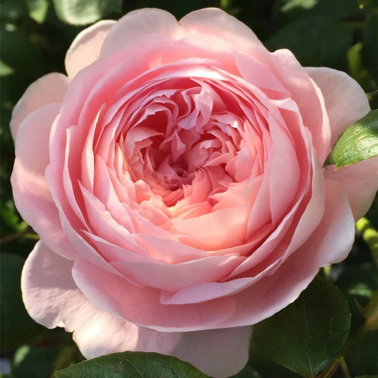 Queen of Sweden Rose Plant