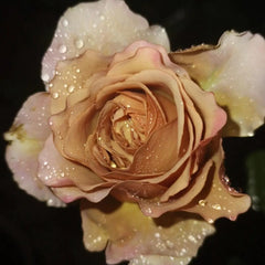 Light champagne-coffee Quicksand rose with tall cup-shaped bloom, firm petals, long stems, and lush green foliage.