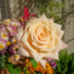 Light champagne-coffee Quicksand rose with tall cup-shaped bloom, firm petals, long stems, and lush green foliage.