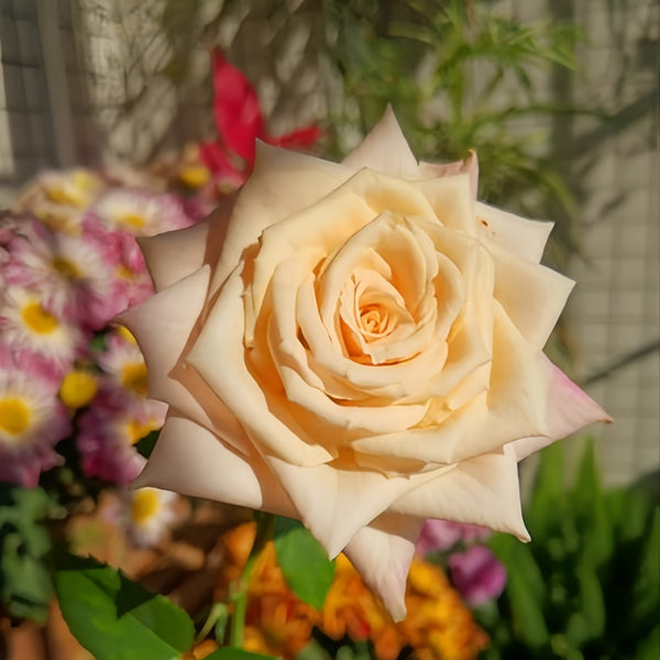 Quicksand Rose Plant – Champagne Coffee Cut Rose, 2-Year Old Root ...
