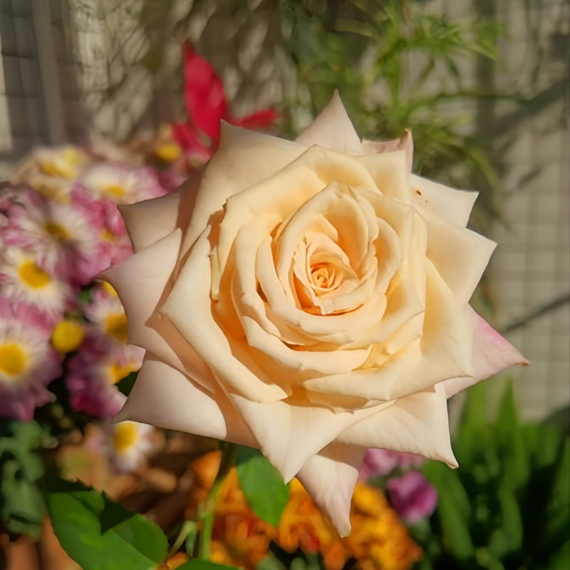 Light champagne-coffee Quicksand rose with tall cup-shaped bloom, firm petals, long stems, and lush green foliage.
