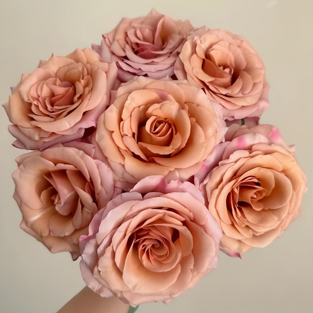 Moab Rose: Desert-Inspired Brown-Cream Rose | Rosaprima® – Rose_Explosion