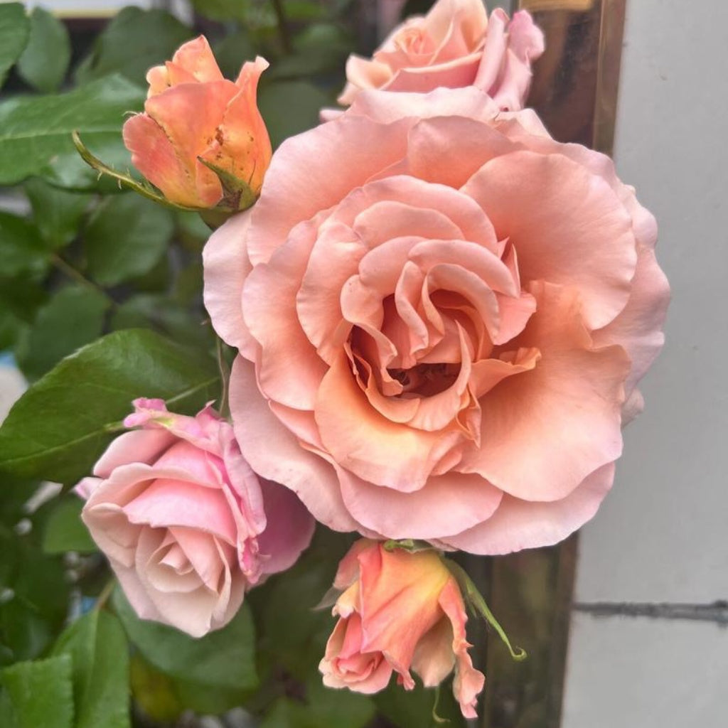Moab Rose: Desert-Inspired Brown-Cream Rose | Rosaprima® – Rose_Explosion