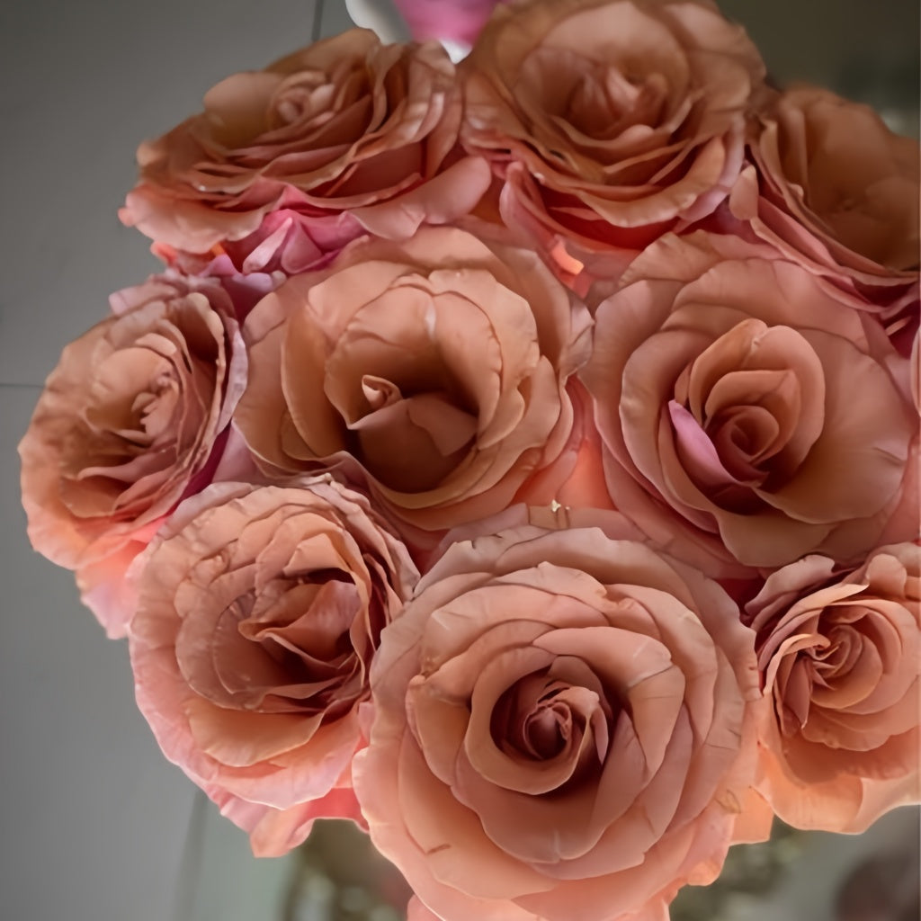 Moab Rose: Desert-Inspired Brown-Cream Rose | Rosaprima® – Rose_Explosion