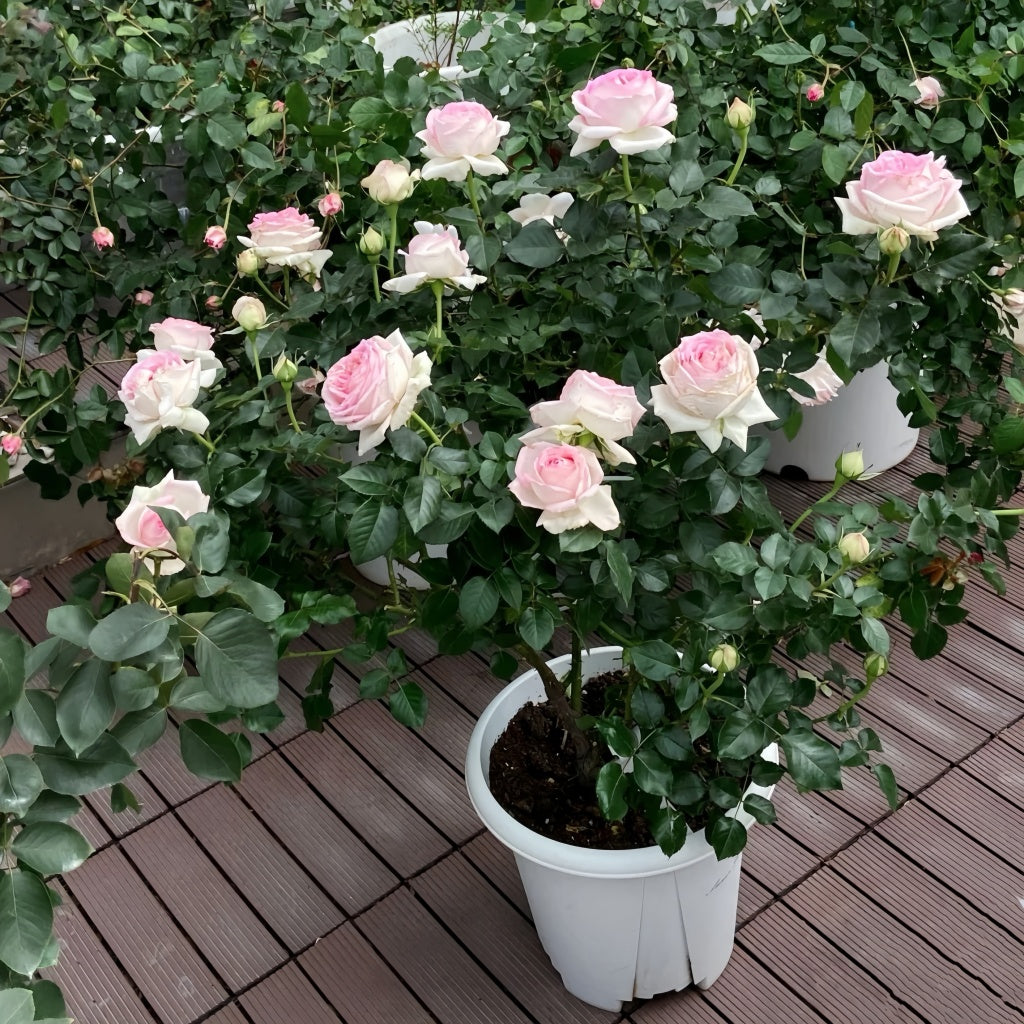 Regaza Roso Ragazza Rose Plant|米兰少女 – Rose_Explosion