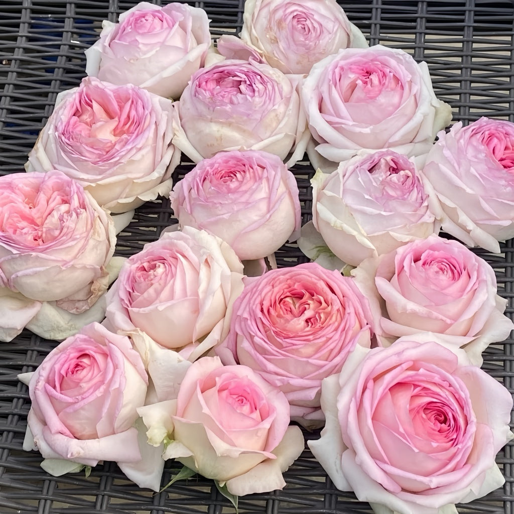 Regaza Roso Ragazza Rose Plant|米兰少女 – Rose_Explosion