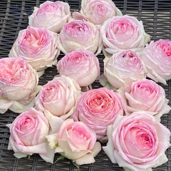Ragazza Rose