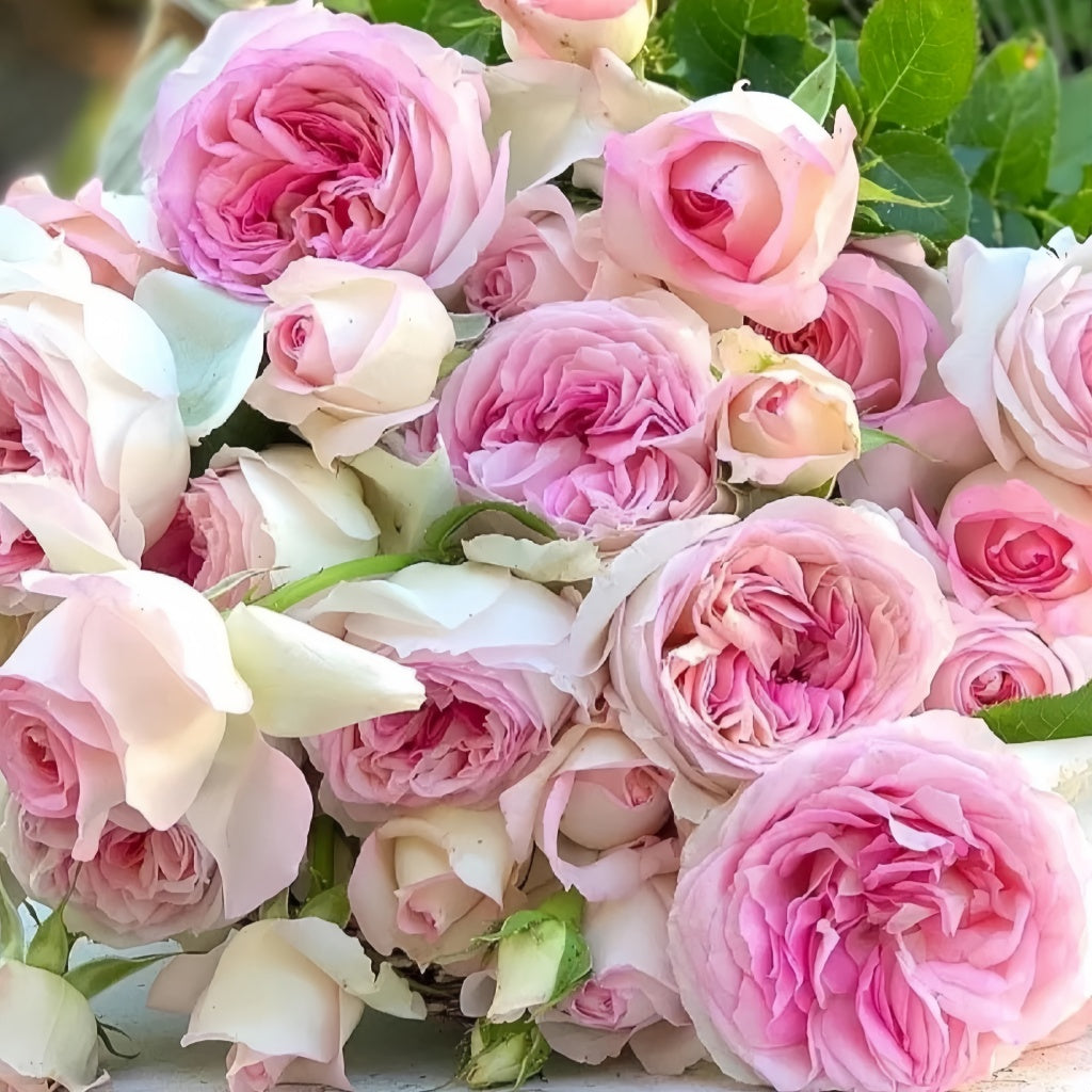 Regaza Roso Ragazza Rose Plant|米兰少女 – Rose_Explosion