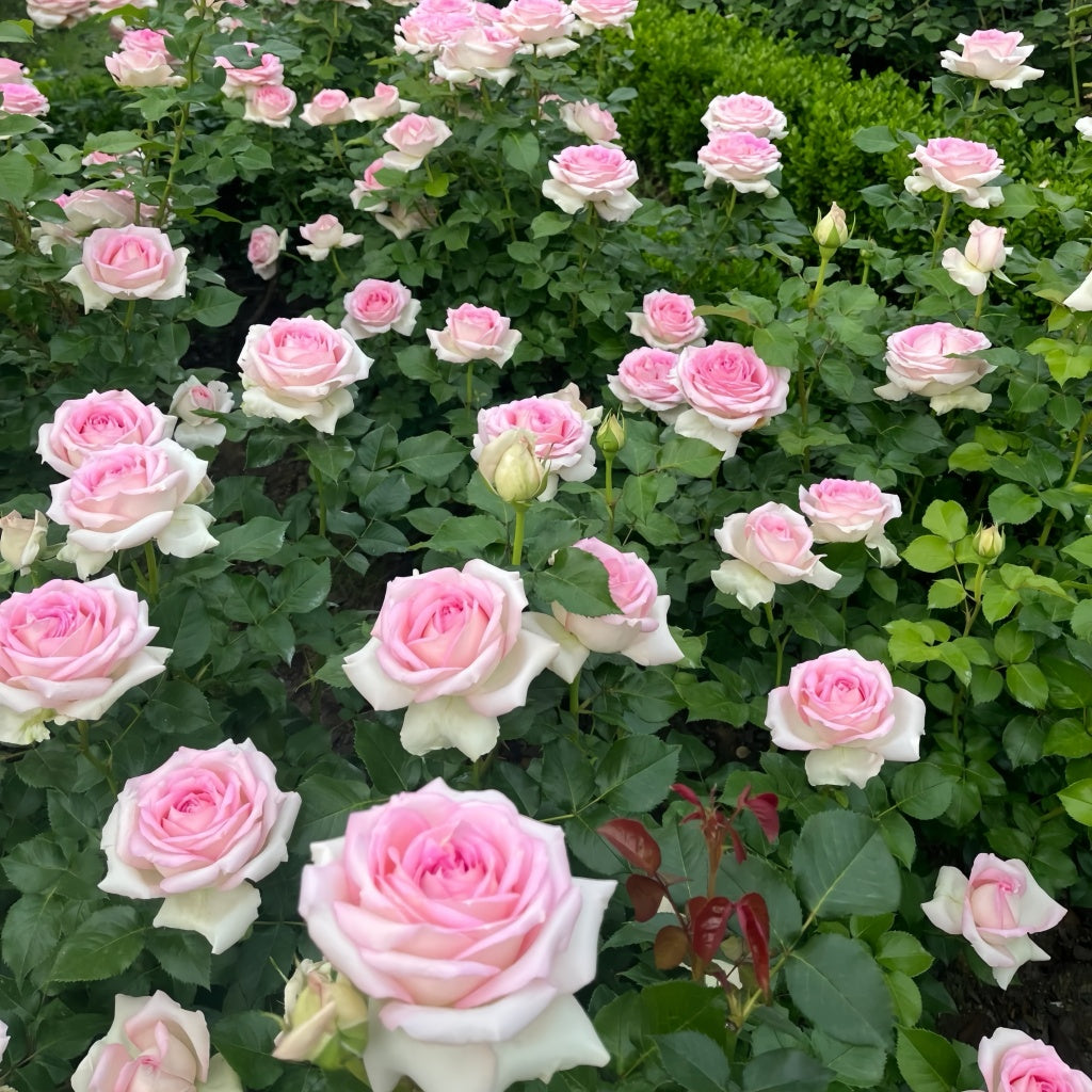Regaza Roso Ragazza Rose Plant|米兰少女 – Rose_Explosion
