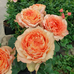 Rainbow Sunblaze Rose Plant